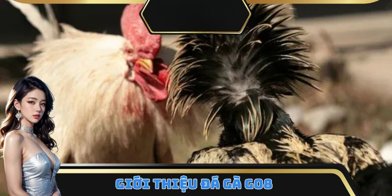 Đá Gà GO8 – Sân Chơi Uy Tín Dành Cho Mọi Kê Thủ 2025